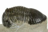 Paralejurus Trilobite Fossil - Ofaten, Morocco #345183-2
